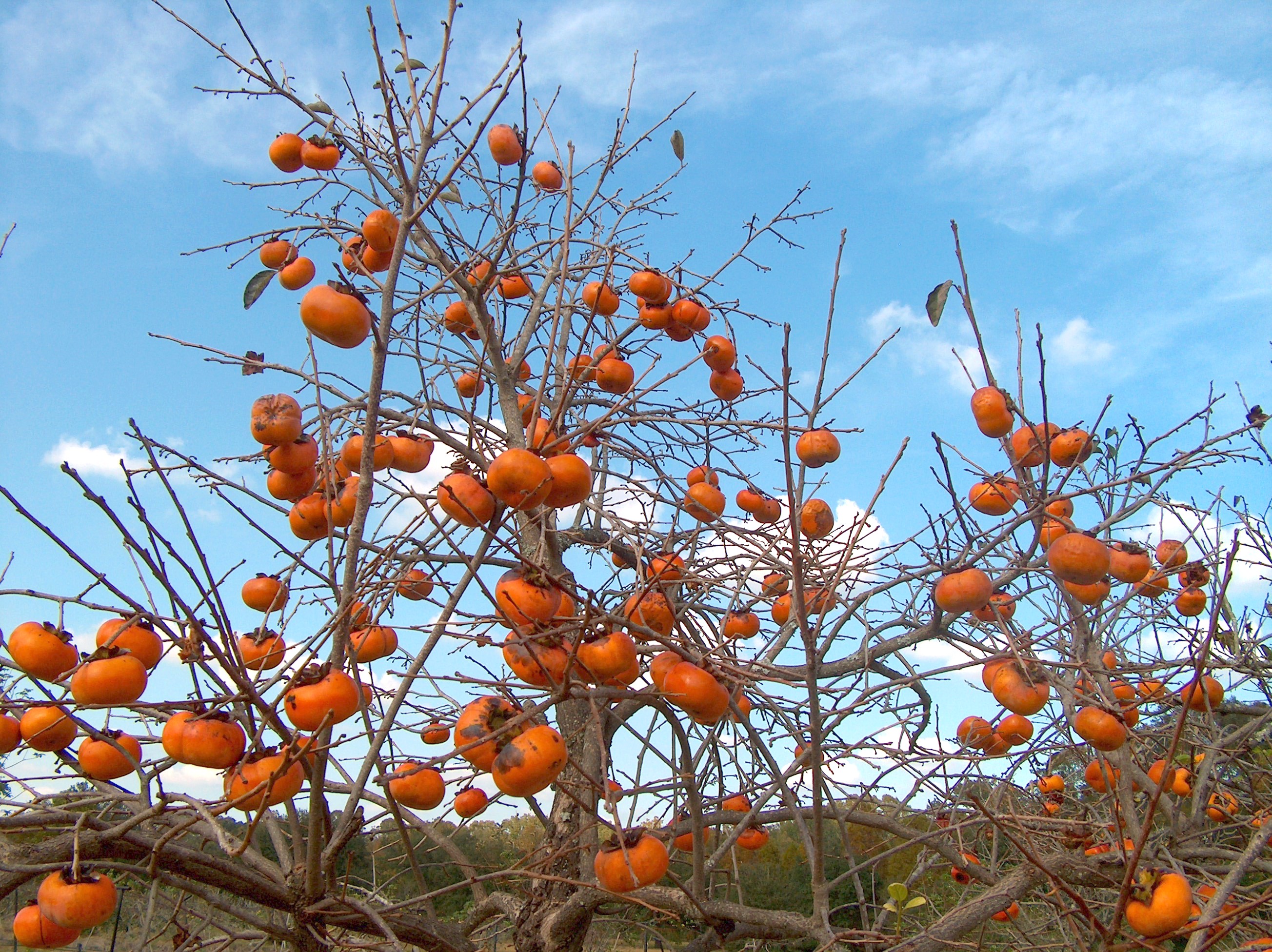 Online Plant Guide Diospyros kaki / Japanese Persimmon